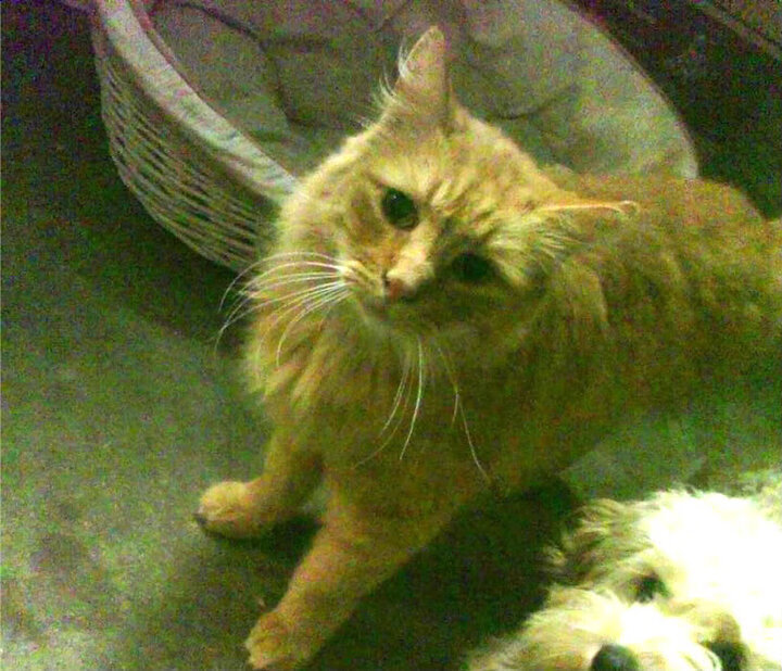 “东部新区定向越野赛:徒步与智慧并肩作战”