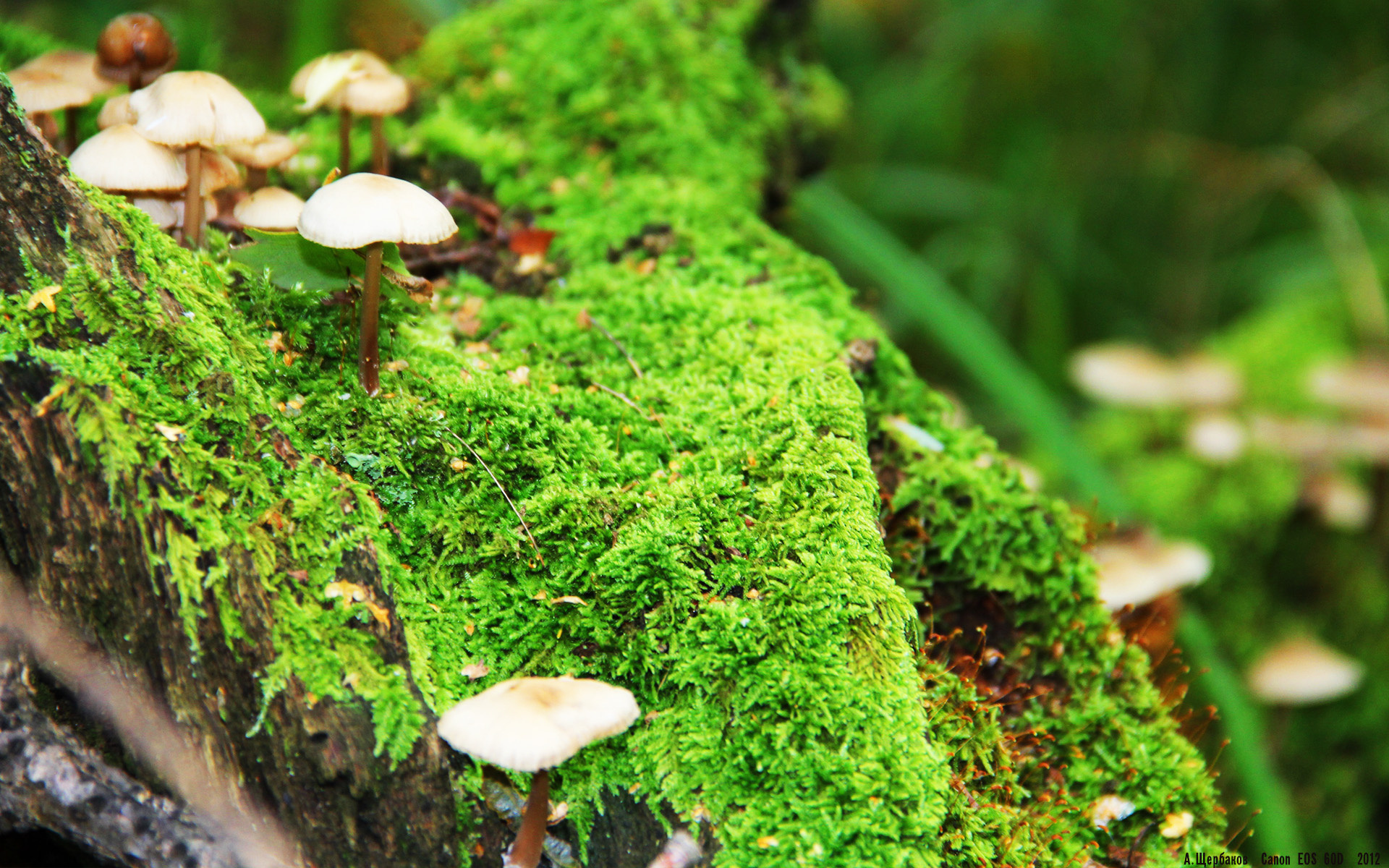 “东部新区定向越野赛:徒步与智慧并肩作战”