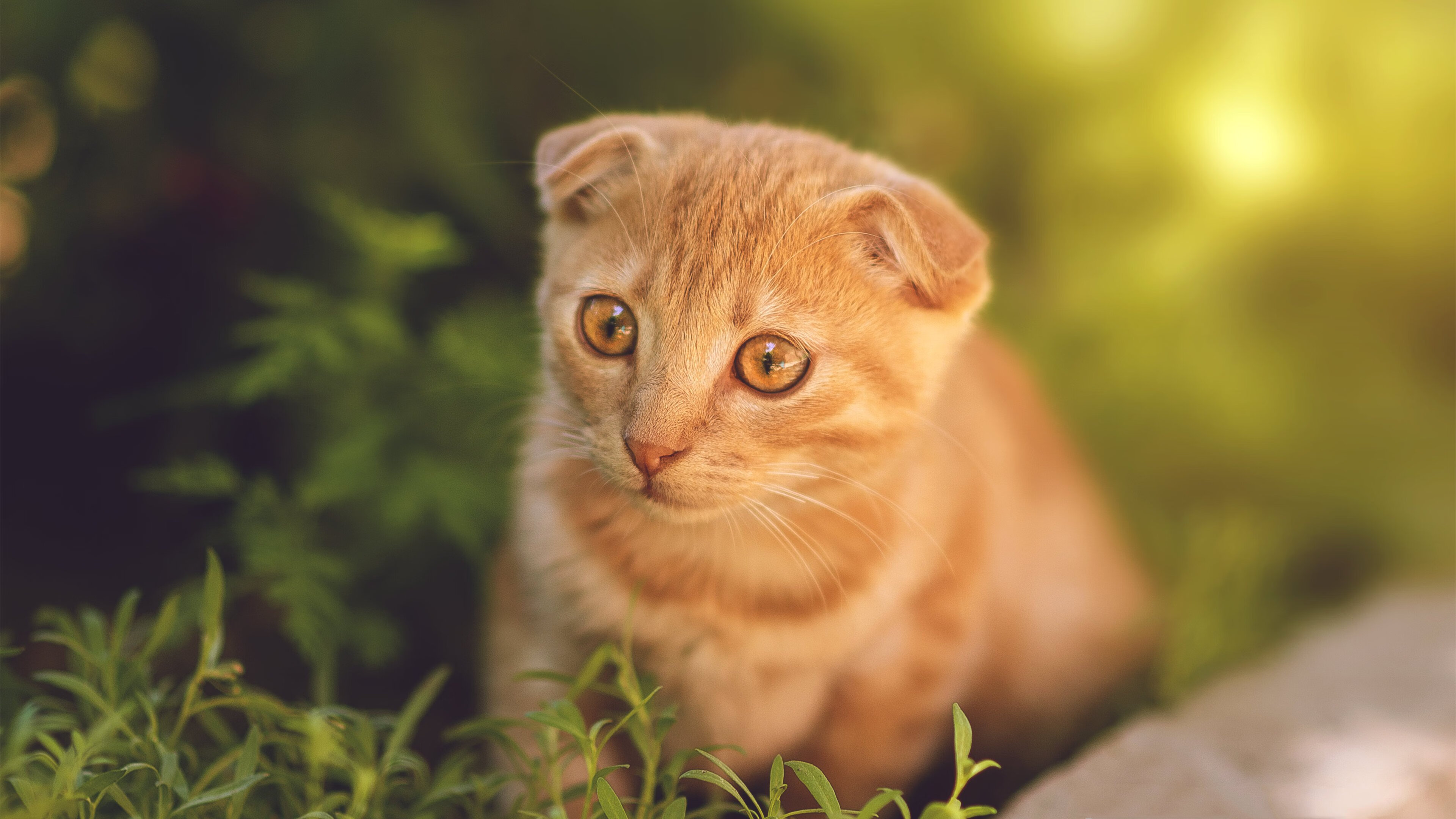 “马丁·高尔西的战术灵感引领美洲狮队防线的全面升级”