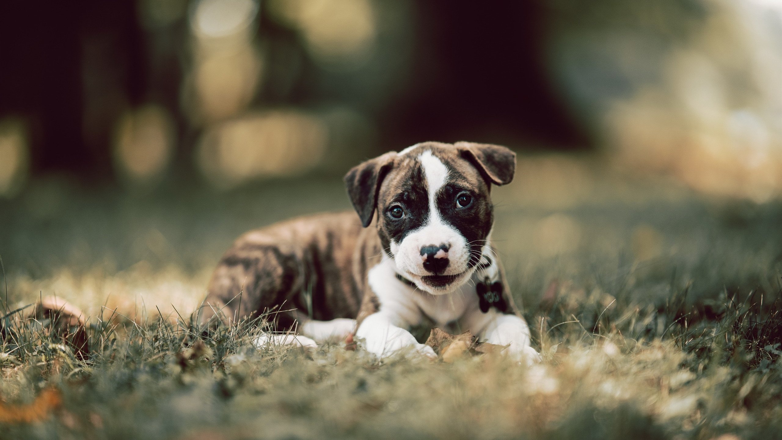 开云 官网 入口-广东队三线协作战术执行力不断提升，广东队三线协作战术执行力不断提升吗