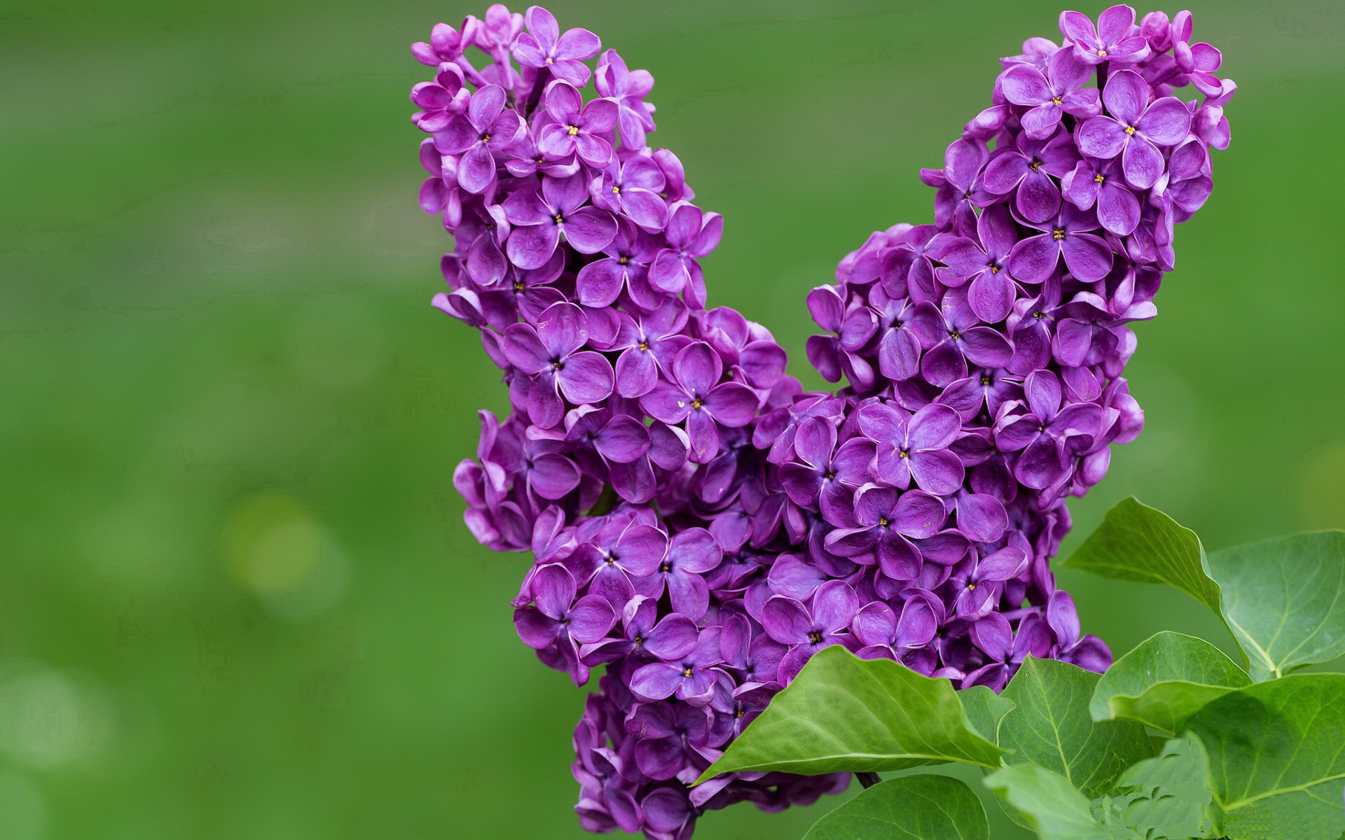 开云真人-西雅图新星闪耀，迎战PSG信心十足，西雅图king county